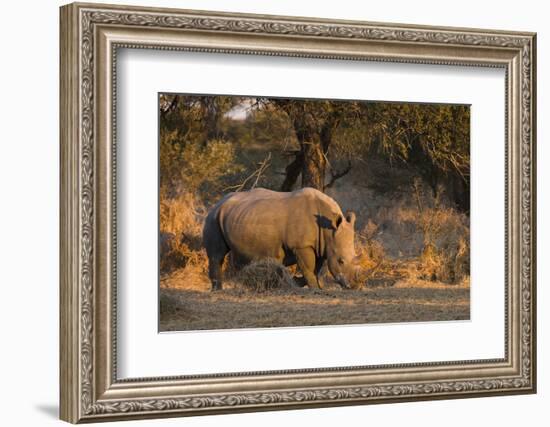 White rhinoceros (Ceratotherium simum), Kalahari, Botswana, Africa-Sergio Pitamitz-Framed Photographic Print