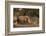 White rhinoceros (Ceratotherium simum), Kalahari, Botswana, Africa-Sergio Pitamitz-Framed Photographic Print