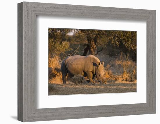 White rhinoceros (Ceratotherium simum), Kalahari, Botswana, Africa-Sergio Pitamitz-Framed Photographic Print