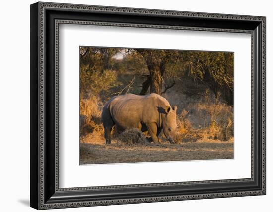 White rhinoceros (Ceratotherium simum), Kalahari, Botswana, Africa-Sergio Pitamitz-Framed Photographic Print