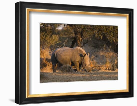 White rhinoceros (Ceratotherium simum), Kalahari, Botswana, Africa-Sergio Pitamitz-Framed Photographic Print