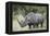 White Rhinoceros (Ceratotherium Simum), Kruger National Park, South Africa, Africa-James Hager-Framed Premier Image Canvas