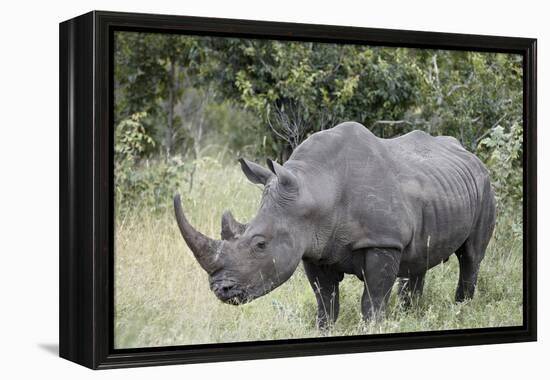 White Rhinoceros (Ceratotherium Simum), Kruger National Park, South Africa, Africa-James Hager-Framed Premier Image Canvas