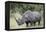 White Rhinoceros (Ceratotherium Simum), Kruger National Park, South Africa, Africa-James Hager-Framed Premier Image Canvas