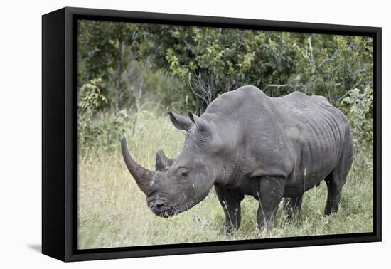 White Rhinoceros (Ceratotherium Simum), Kruger National Park, South Africa, Africa-James Hager-Framed Premier Image Canvas