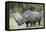 White Rhinoceros (Ceratotherium Simum), Kruger National Park, South Africa, Africa-James Hager-Framed Premier Image Canvas