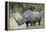 White Rhinoceros (Ceratotherium Simum), Kruger National Park, South Africa, Africa-James Hager-Framed Premier Image Canvas