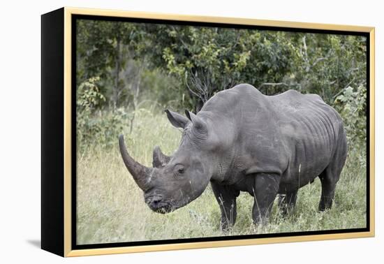 White Rhinoceros (Ceratotherium Simum), Kruger National Park, South Africa, Africa-James Hager-Framed Premier Image Canvas