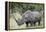 White Rhinoceros (Ceratotherium Simum), Kruger National Park, South Africa, Africa-James Hager-Framed Premier Image Canvas