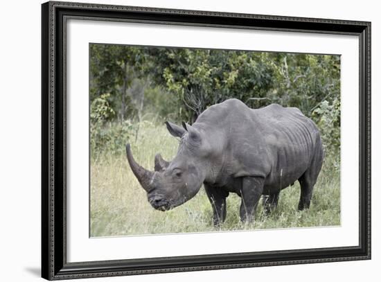 White Rhinoceros (Ceratotherium Simum), Kruger National Park, South Africa, Africa-James Hager-Framed Photographic Print