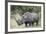 White Rhinoceros (Ceratotherium Simum), Kruger National Park, South Africa, Africa-James Hager-Framed Photographic Print