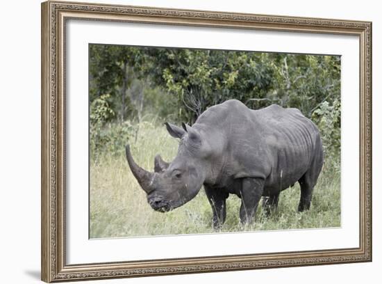 White Rhinoceros (Ceratotherium Simum), Kruger National Park, South Africa, Africa-James Hager-Framed Photographic Print