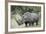 White Rhinoceros (Ceratotherium Simum), Kruger National Park, South Africa, Africa-James Hager-Framed Photographic Print