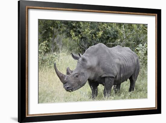 White Rhinoceros (Ceratotherium Simum), Kruger National Park, South Africa, Africa-James Hager-Framed Photographic Print