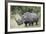 White Rhinoceros (Ceratotherium Simum), Kruger National Park, South Africa, Africa-James Hager-Framed Photographic Print