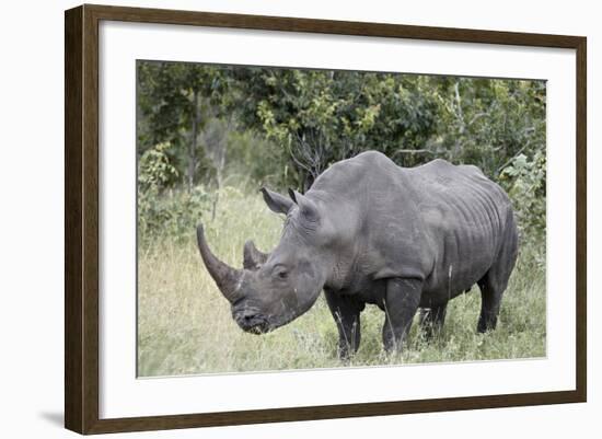 White Rhinoceros (Ceratotherium Simum), Kruger National Park, South Africa, Africa-James Hager-Framed Photographic Print