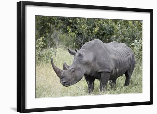 White Rhinoceros (Ceratotherium Simum), Kruger National Park, South Africa, Africa-James Hager-Framed Photographic Print