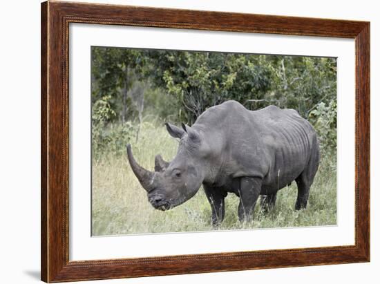 White Rhinoceros (Ceratotherium Simum), Kruger National Park, South Africa, Africa-James Hager-Framed Photographic Print