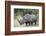 White Rhinoceros (Ceratotherium Simum), Kruger National Park, South Africa, Africa-James Hager-Framed Photographic Print