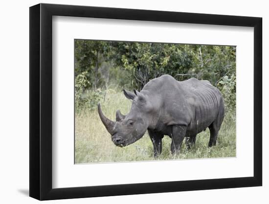 White Rhinoceros (Ceratotherium Simum), Kruger National Park, South Africa, Africa-James Hager-Framed Photographic Print