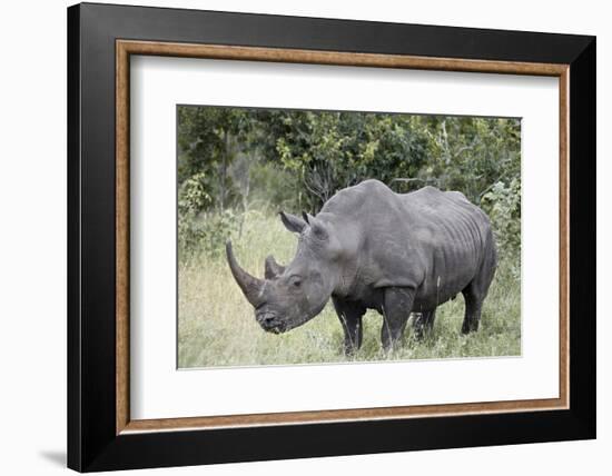 White Rhinoceros (Ceratotherium Simum), Kruger National Park, South Africa, Africa-James Hager-Framed Photographic Print