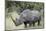 White Rhinoceros (Ceratotherium Simum), Kruger National Park, South Africa, Africa-James Hager-Mounted Photographic Print