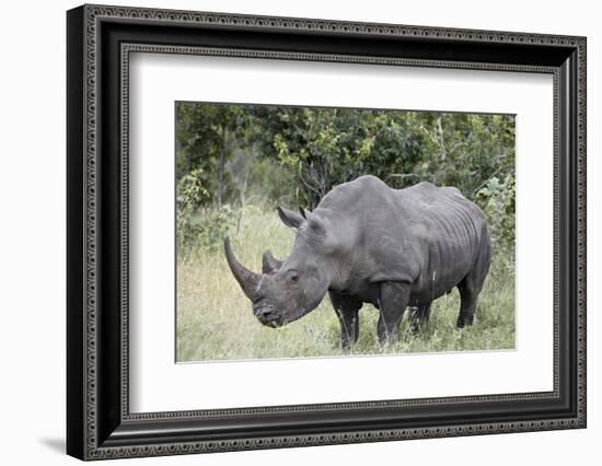 White Rhinoceros (Ceratotherium Simum), Kruger National Park, South Africa, Africa-James Hager-Framed Photographic Print