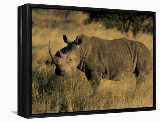 White Rhinoceros, Ceratotherium Simum, Namibia, Africa-Thorsten Milse-Framed Premier Image Canvas