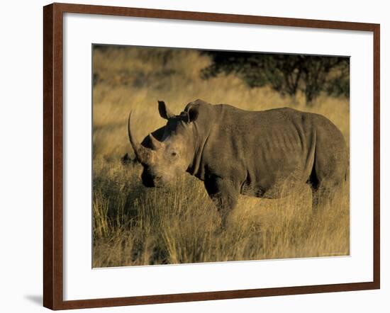 White Rhinoceros, Ceratotherium Simum, Namibia, Africa-Thorsten Milse-Framed Photographic Print