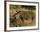 White Rhinoceros, Ceratotherium Simum, Namibia, Africa-Thorsten Milse-Framed Photographic Print