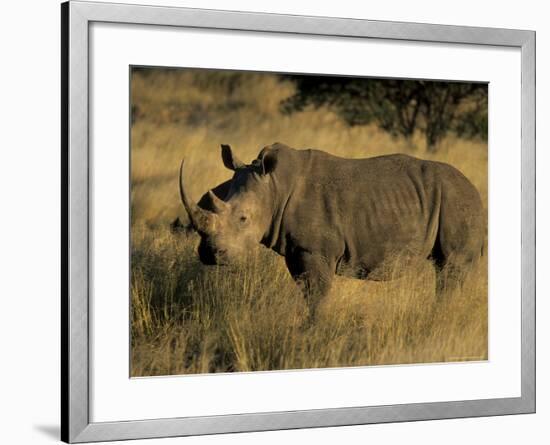 White Rhinoceros, Ceratotherium Simum, Namibia, Africa-Thorsten Milse-Framed Photographic Print