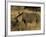 White Rhinoceros, Ceratotherium Simum, Namibia, Africa-Thorsten Milse-Framed Photographic Print