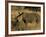 White Rhinoceros, Ceratotherium Simum, Namibia, Africa-Thorsten Milse-Framed Photographic Print