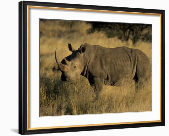 White Rhinoceros, Ceratotherium Simum, Namibia, Africa-Thorsten Milse-Framed Photographic Print