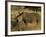 White Rhinoceros, Ceratotherium Simum, Namibia, Africa-Thorsten Milse-Framed Photographic Print