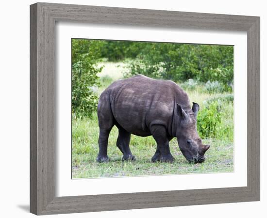 White Rhinoceros (Ceratotherium Simum), Namibia, Africa-Nico Tondini-Framed Photographic Print