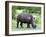 White Rhinoceros (Ceratotherium Simum), Namibia, Africa-Nico Tondini-Framed Photographic Print