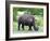 White Rhinoceros (Ceratotherium Simum), Namibia, Africa-Nico Tondini-Framed Photographic Print