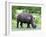 White Rhinoceros (Ceratotherium Simum), Namibia, Africa-Nico Tondini-Framed Photographic Print
