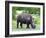 White Rhinoceros (Ceratotherium Simum), Namibia, Africa-Nico Tondini-Framed Photographic Print