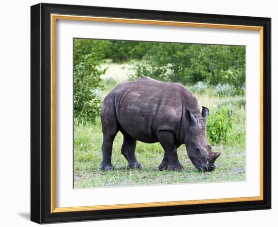 White Rhinoceros (Ceratotherium Simum), Namibia, Africa-Nico Tondini-Framed Photographic Print