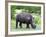 White Rhinoceros (Ceratotherium Simum), Namibia, Africa-Nico Tondini-Framed Photographic Print