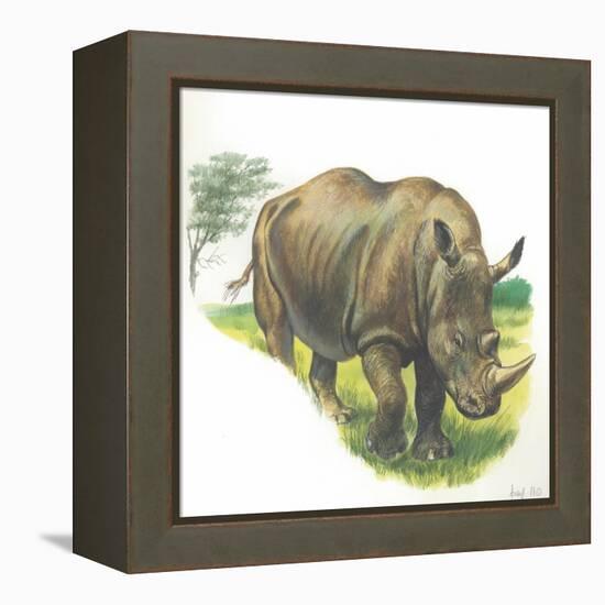 White Rhinoceros Ceratotherium Simum-null-Framed Premier Image Canvas