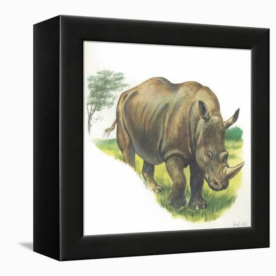 White Rhinoceros Ceratotherium Simum-null-Framed Premier Image Canvas