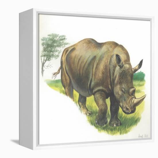 White Rhinoceros Ceratotherium Simum-null-Framed Premier Image Canvas