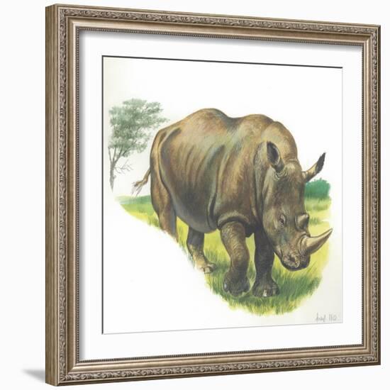 White Rhinoceros Ceratotherium Simum-null-Framed Giclee Print