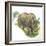 White Rhinoceros Ceratotherium Simum-null-Framed Giclee Print