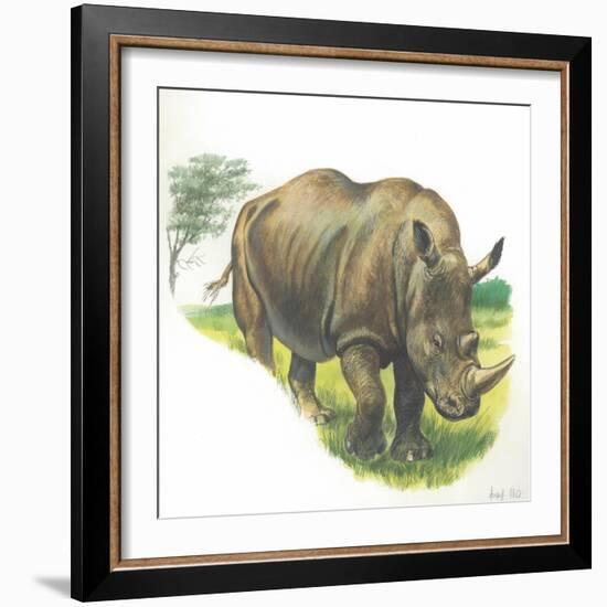 White Rhinoceros Ceratotherium Simum-null-Framed Giclee Print