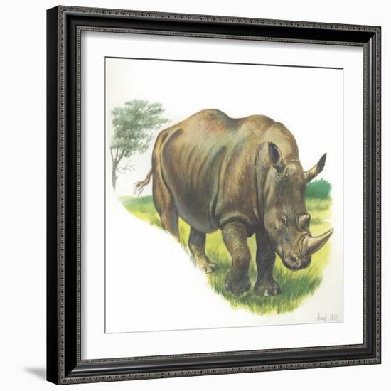 White Rhinoceros Ceratotherium Simum-null-Framed Giclee Print