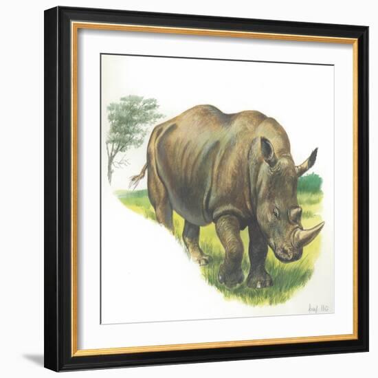 White Rhinoceros Ceratotherium Simum-null-Framed Giclee Print